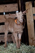 Baby goat standing on straw