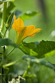 Flowering courgette plant