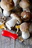 Porcini mushrooms, chanterelle mushrooms and a mushroom knife