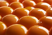 Egg yolks (full frame)