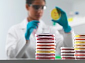 A scientist inspecting petri dishes in a laboratory