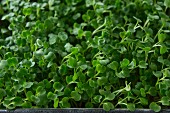 Fresh cress (full frame)