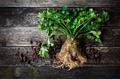 Celeriac with roots and leaves on a wooden surface with soil