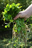 A hand holding freshly harvested watercress