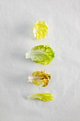 Salatblätter