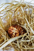 Gefärbtes Ei mit hübschem Muster im Stroh-Nest