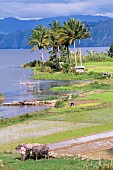 Lake Toba, the largest lake in South East Asia with rice paddies, Sumatra, Indonesia