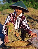 Junge Frau bei der Weiterverarbeitung von frisch geerntetem Reis; Lombok, Indonesien