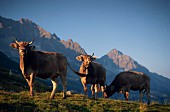 Weidende Kühe vor imposantem Felsmassiv; St. Gotthardpass; Schweiz