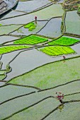 Die zum Unesco Weltkulturerbe zählenden Reisterrassen von Banaue von oben betrachtet; Nord-Luzon, Philippinen