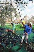 Olives being shaken from the trees in the groves of Marina Colonna, San Martino, Molise, Italy, Europe