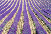 Lavender field; Sault, Vaucluse, Provence, France