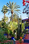 Kakteen und Palmen in Jardin Majorelle in Marrakesch, von dem französischen Maler Jacques Majorelle im Jahre 1923 angelegter Garten mit dem für ihn typischen Blau