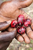 Männerhand hält Muskatnüsse in Grenada, Westindische Inseln, Karibik, Mittelamerika