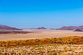 Wolwedans, NamibRand Nature Reserve, Namibia, Africa - desert landscape