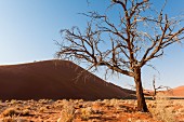 Düne am Sossusvlei in der Namib-Wüste - Teil des Naukluft-Nationalparks, Namibia, Afrika