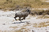 A warthog fleeing, Etosha National Park, Namibia, Africa