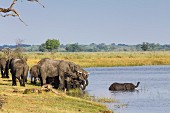 A herd of elephants on the Kwando-Mashi River, Horseshoe Bend, Bwabwata National Park, Zambesi, Caprivi, Namibia, Africa
