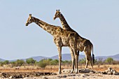Zwei Giraffen im Etosha Nationalpark, Namibia, Afrika