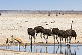 Springbok and ostriches at a watering hole in the Etosha National Park, Namibia, Africa