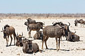 Gnuherde im Etosha Nationalpark, Namibia, Afrika