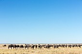 A herd of gnu in front of the salt pans near the Salvador watering hole in the Etosha National Park, Namibia