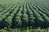 A field of green kale