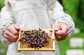 A bee keeper holding a honey comb covered in bees
