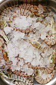 Fresh king prawns with ice