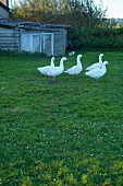 Free-range geese by dusk near Kamminke on Stettiner Haff, Usedom, Mecklenburg-Vorpommern