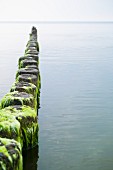 Algae-covered breakers in the Baltic Sea near Bansin, Usedom