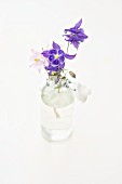 Aquilegia flowers in glass bottle