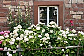 Hydrangeas & hollyhocks in front of old stone house (Alsace, France)