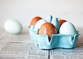 Braune und pastellblaue Eier im Eierkarton