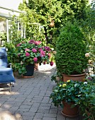 Shady terrace outside conservatory with flowering hydrangeas, potted thuya and wooden lounger
