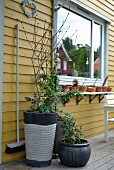 Shrubs in various planters outside yellow wooden house