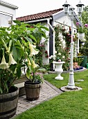 weiße Engelstrompete im Pflanzentrog auf Terrasse und weiße Vintage Standlaterne im Garten