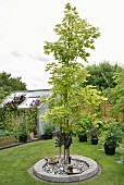 Tree in circular bed with stone surround in garden