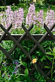 Pink-flowering burning bush behind lattice fence