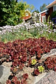 Succulents (houseleeks) on rocky ground in summery garden