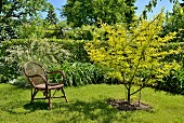 Wicker chair next to small tree in garden