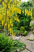 Laburnum at crossing of two paths in garden