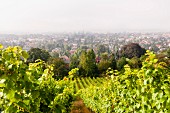 A view from the Karl Friedrich Aust vineyard at Radebeul, Saxony