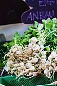 May turnips at a market