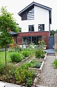 View from garden past raised beds to extension of contemporary house