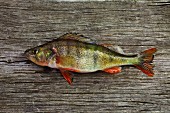 English perch on a wooden board