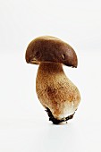 A porcini mushroom on a white surface