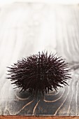 A sea urchin
