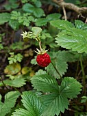 Wild strawberry on the plant