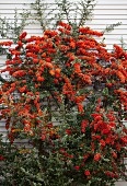 Pflanze mit leuchtend roten Beeren an weisser Hauswand